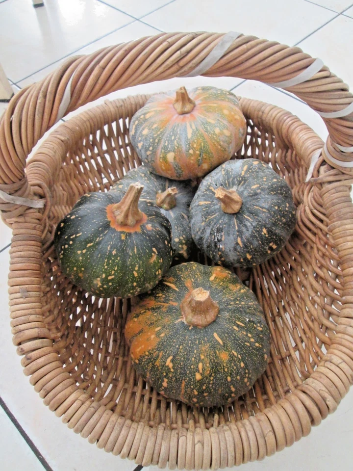 12 Pumpkin Seeds "Kabocha /Mini Jap" Grow your own - Fresh is Best -Free Postage - image 3 of 4