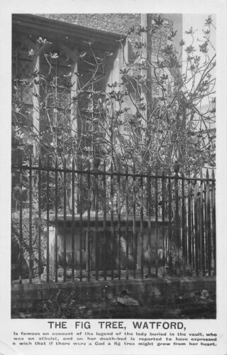 uk15378 the fig tree watford real photo uk - Photo 1 sur 2