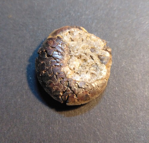 Ammonit Schalenerhaltung Fossilien Versteinerung Deko Schmuck alte Sammlung #00 - Bild 4 von 4