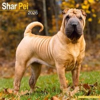 Shar Pei Calendar 2026 Square Dog Breed Wall Calendar - 16 Month (Us Import)