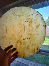 Oro Venezolano Premium Bongo Skins bongo head flat skins cuero natural