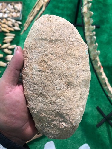 Authentic Mosasaur 2 Teeth In Matrix Fossilzed Peroid Creataceous Jurassic Ancie - Picture 7 of 7