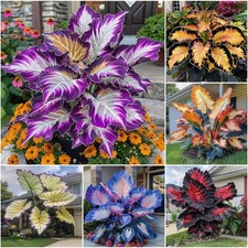 310 Mixed Color Hosta Seeds - Perennial Shade-Tolerant for Outdoor Planting