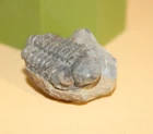 Viaphacops Newelli Middle Ordovician Trilobite Collection resolution 1606 Andes