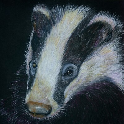 Dachs bei Nacht Tierwelt Buntstiftzeichnung, Fine Art PRINT