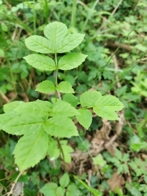 Ash Tree Saplings 15 , 100 % top quality .Native Tree , BONSAI | eBay UK
