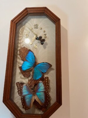 Chuck Kondor Shadow Box Butterfly Display Specimen Africa WORKING CLOCK