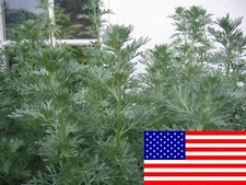 500 Artemisia Absinthium Seeds - Absinthe Wormwood - Medicinal Herbs