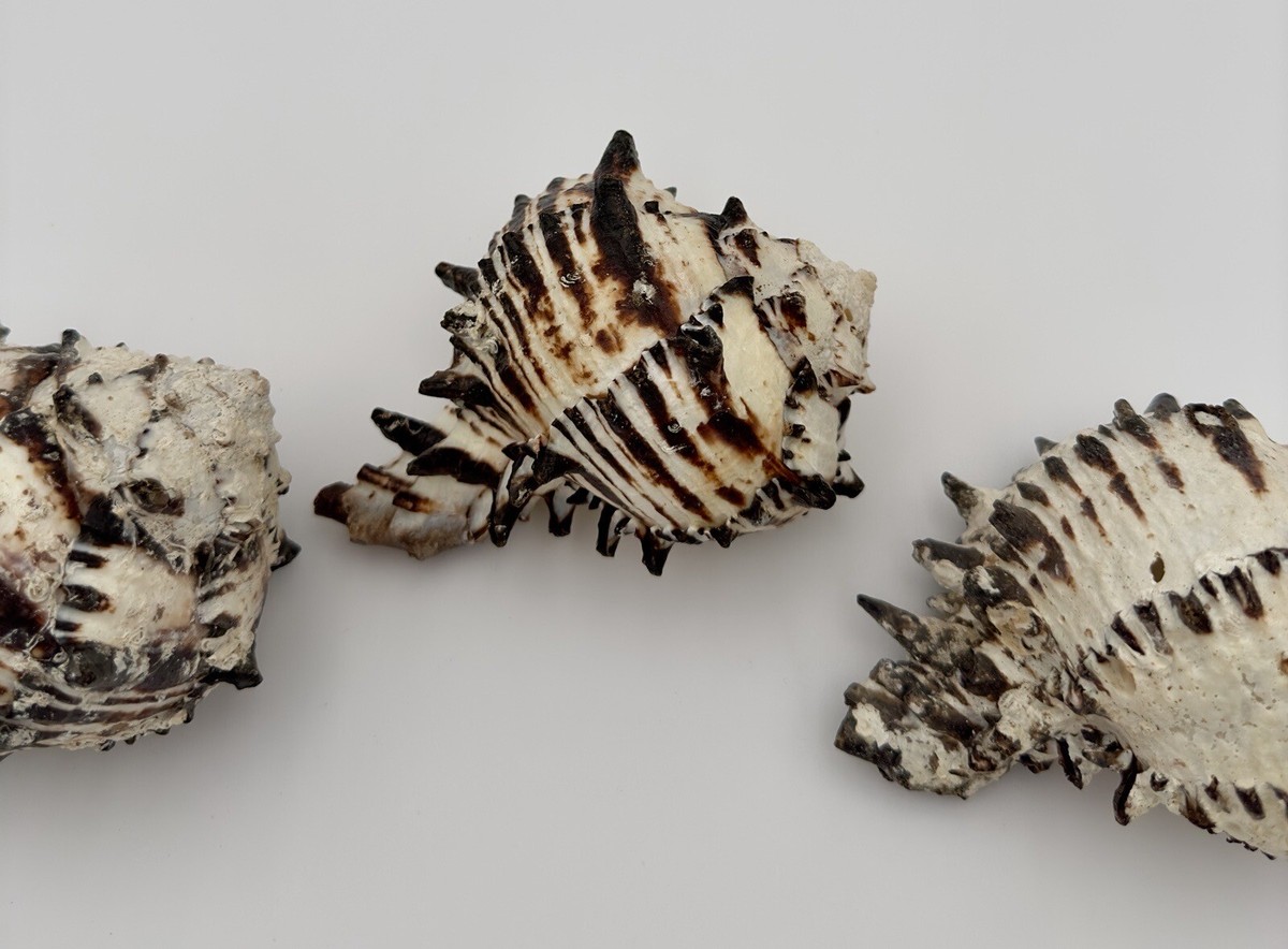 3 LARGE SPINY BLACK MUREX NATURAL REAL SEA SHELL FLORIDA SEASHELL