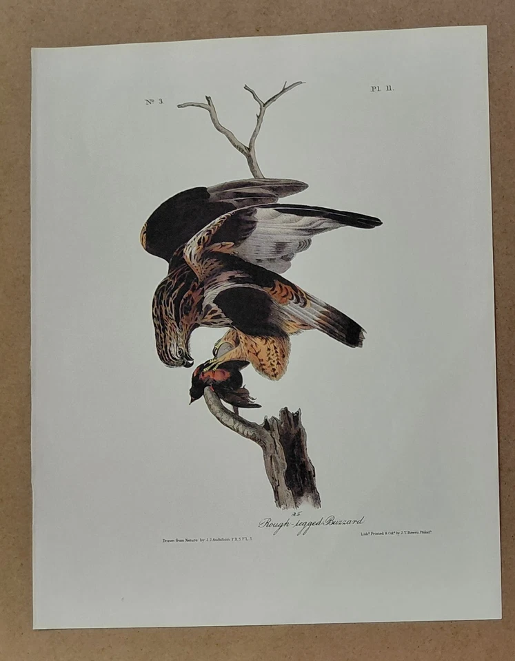 2 Audubon Octavo Birds 1ª Ed. Impresión de libro Red Buzzard Pl 9 & Rough Buzzard Pl 11 Foto 4 de 4
