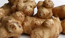 Fresh Sunchokes Adama Foods - 4  pounds for Planting or Eating