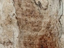 Lot of 2 Spalted Black Cherry Burl Blocks - Highly Figured Natural Edge Blanks