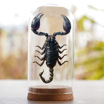 #ad Real Scorpion Gothic Decor Dried Insect Coleection Gift For Entomology Lover $45.00