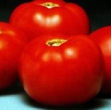 Tomato Better Bush 250 seeds