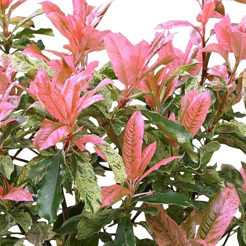 Photinia Evergreen shrub Pink Crispy Easy Care Outdoor Ready to Plant 9cm Pot - Picture 3 of 10