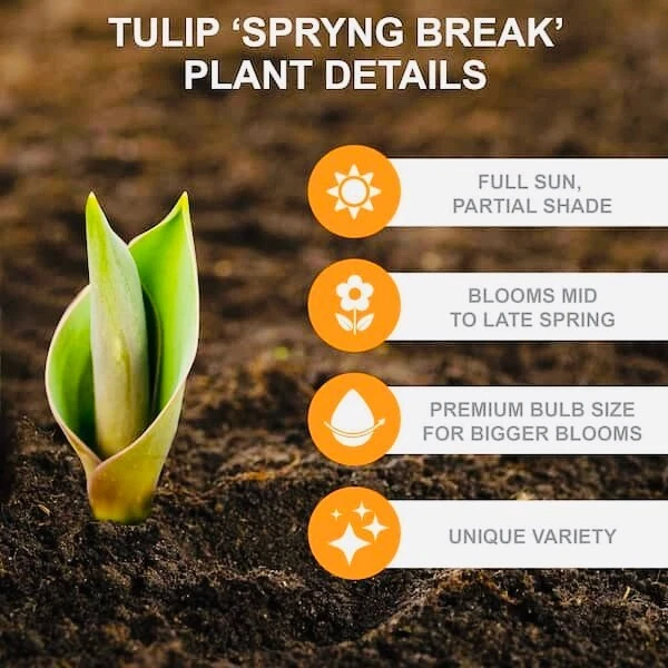 Premium 25 Rainbow Mix Tulip Flower Bulbs, Dutch Grown, Imported from Holland - Image 4 of 4