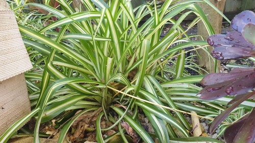 Spider Small Baby Plants x4 Easy Grow Hardy Indoor Outdoor (Chlorophytum Comos) - Picture 10 of 15