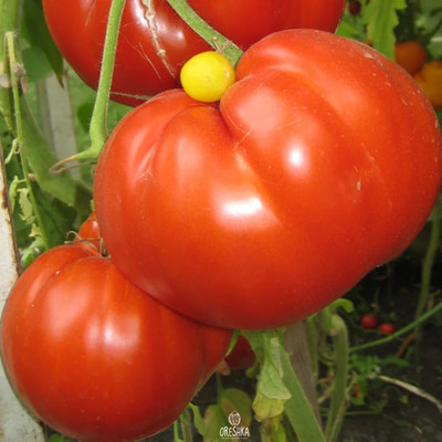 Tomatenhammer Deutsches Ochsenherz 10 Stück frische Samen. Rote Tomatensamen Bio