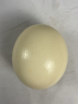 Pre-owned Real Empty Ostrich Egg Shell - Blank DIY Ready!