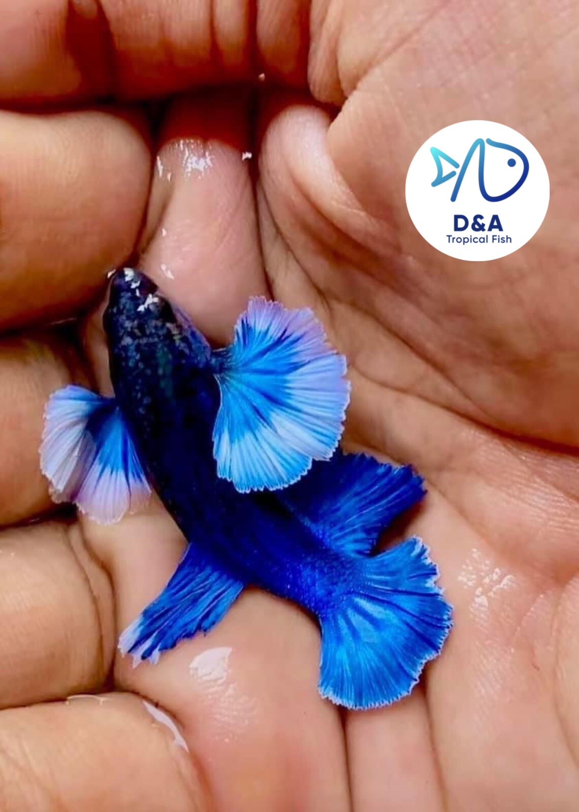 1 Male - Live Betta Fish High Quality - Dumbo Blue Butterfly Halfmoon USA Seller
