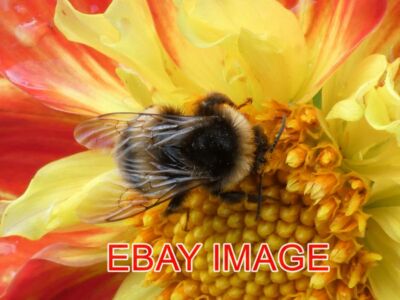FOTO HUMMEL NAHAUFNAHME BIS WEIT IN DEN OKTOBER HINEIN UND ES GIBT NOCH VIELE INSEC