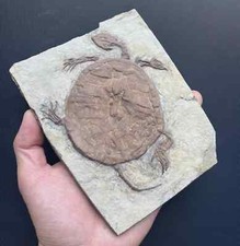 Last One Real Turtle Fossil Rare Chinese Best Triassic Keichousaurus Collection