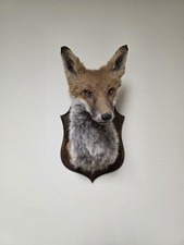 Brand New Red Fox Shoulder Mount Taxidermy Closed Mouth Vulpes Vulpes oak shield