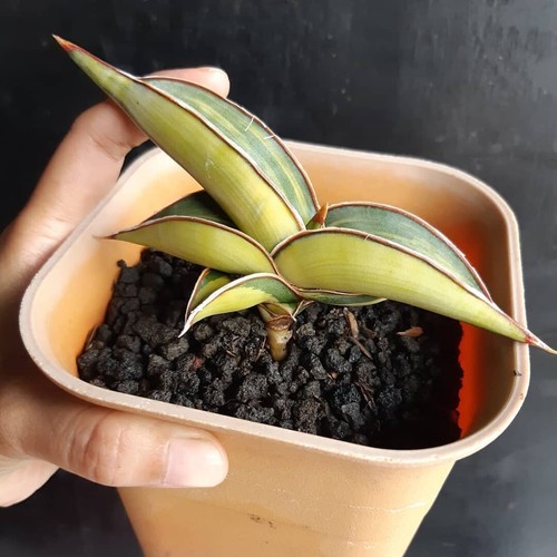 Sansevieria Rorida Variegada (compra 5 1 planta gratis) + fitosanitaria gratuita - Imagen 2 de 3