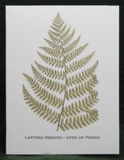 MisterBcards 12 Antique Fern Notelets (75x105mm) with White C7 Envelopes