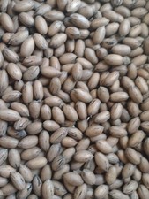 Fresh 2025 Crop PECANS IN SHELL 5 LB Organic NC Grown Medium Size Nuts