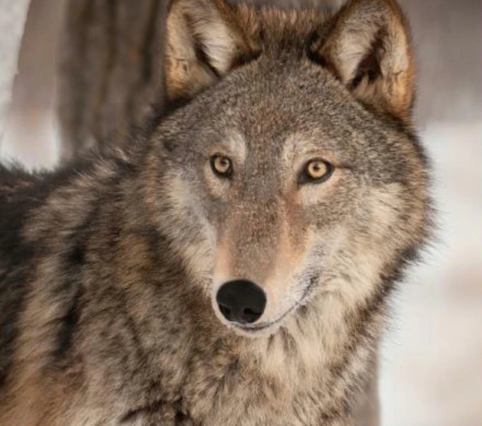 Luxury 3D Animal Face Print Mink Faux Fur Throw Blanket Soft Warm Double & King - Image 4 of 4