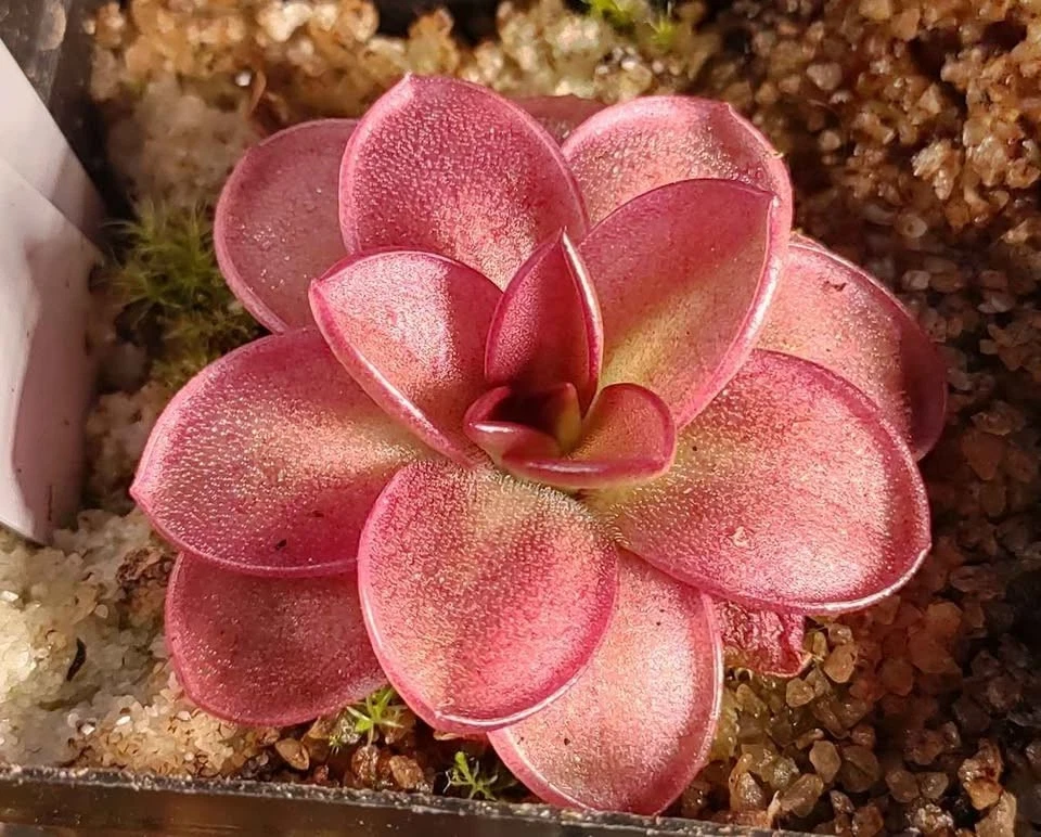 Butterwort Heavy Carnivorous Plants for sale | eBay