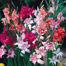 Gladioli Nanus 25, 50 or 100 Bulbs Mixed Colours Dwarf Gladiolus Borders Or Pots
