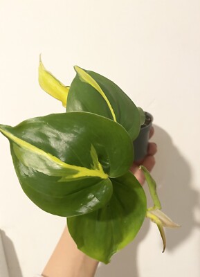 lisa cane dracaena Elegance Lisa Bush: Dracaena - 10" Pot