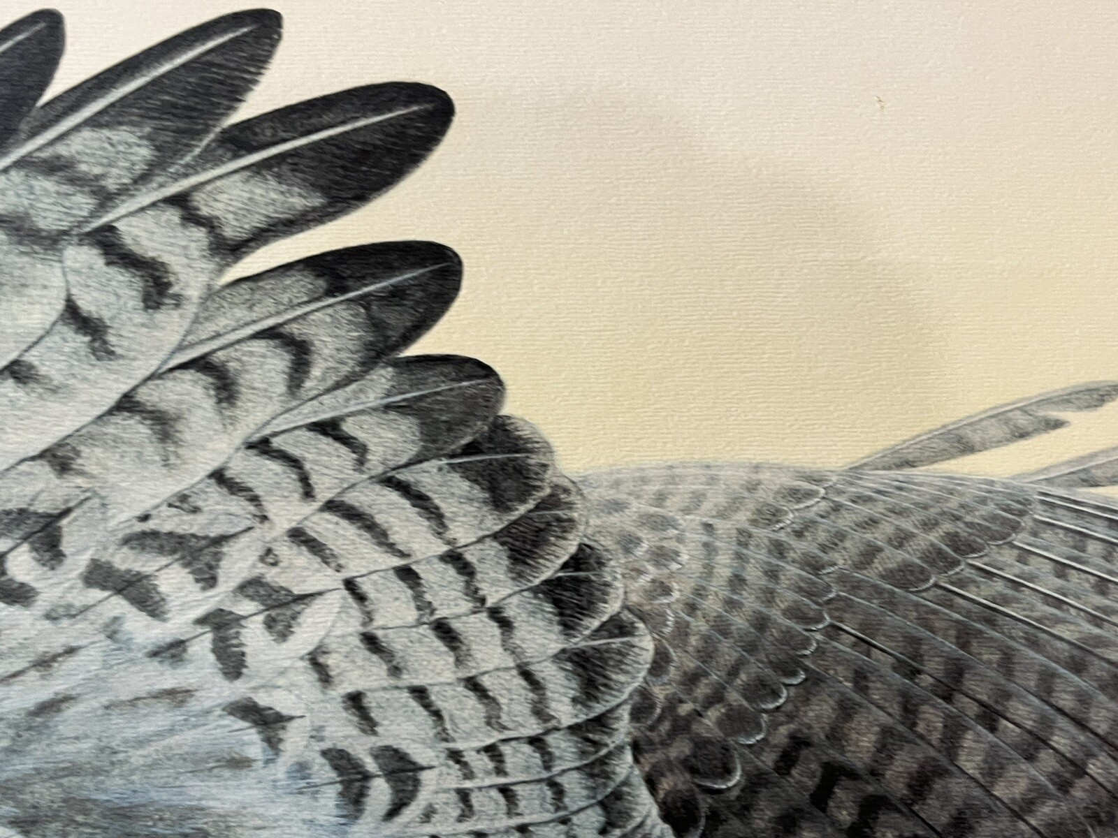 Picture 4 of 19