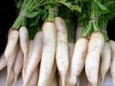 5 LBS TROPHY DAIKON FORAGE RADISH SEED FOR DEER FOOD PLOT BRASSICA DEER LOVE IT