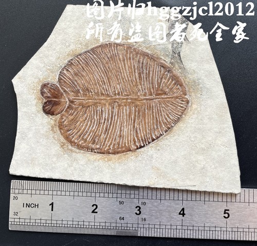 Real Trilobite Fossil Insect Rare Chinese Collection - Picture 4 of 4
