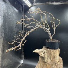  Japanese Larch Bonsai Tree