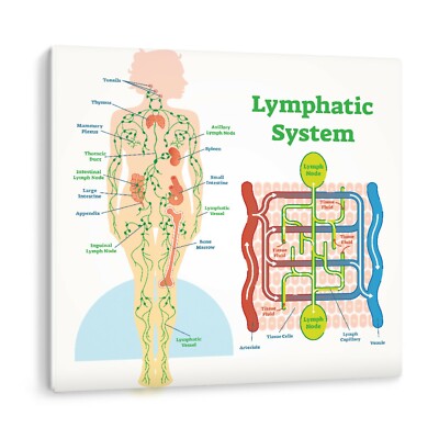 Lymphsystem anatomisches Diagramm medizinisch gerahmt Leinwand Wandbild Bild Druck