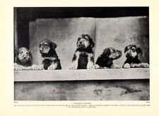 1930s Vintage Airedale Terrier Print Group of...