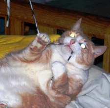 3 HANDMADE KITTY CAT TEASER TOYS (CATS LOVE THEM!!!!!!) GENTLE ON CLAWS!