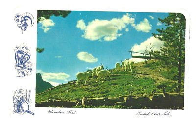 1955 - KANADA, Alberta oder British Columbia -MOUNTAIN GOAT - tolle Zeichnungen