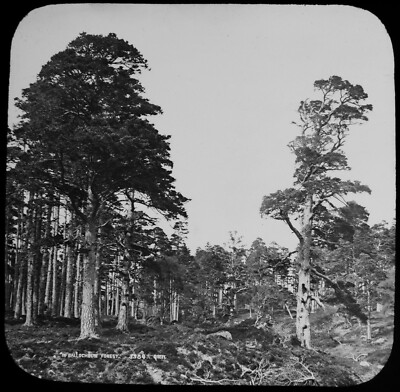 THE BALLOCHBUIE FOREST C1890 OLD PHOTO Magic Lantern Slide SCOTLAND TREES