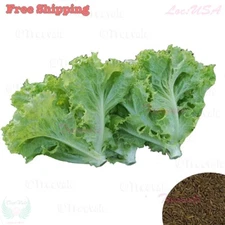 Green Ice Leaf Lettuce Seeds | Leaf Lettuce | NON-GMO