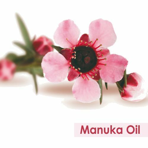 Manuka (Leptospermum Scoparium) 100% Rein & Natürlich Ätherisches Öl - Bild 2 von 15
