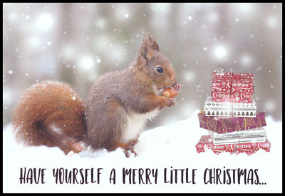 Greeting Card - Squirrel - David Chapman - Christmas - 0099