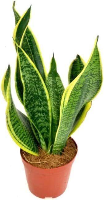 sansevieria stuckyi Sansevieria Stuckyi | organically grown succulent plants
