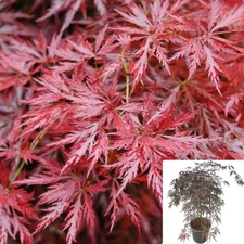 Acer Palmatum Dissectum Atro Orangeola 7 Gallon Plant Live plant Gg7