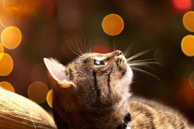Anime cats animals looking up bokeh mammals Play Gaming Mat Desk Game Desk