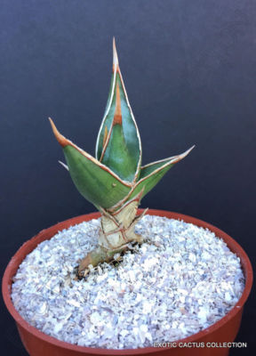 SANSEVIERIA PINGUICULA rare walking snake succulent cactus